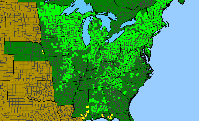 The range of Cornus alternifolia